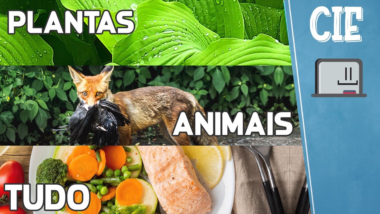 O que os animais comem ? Herbívoros, Carnívoros, Onívoros e hábitos alimentares
