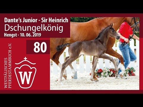 80 Dschungelkönig Hengst v. Dante‘s Junior - Sir Heinrich