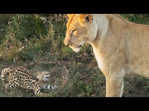 Serval Kitten vs Lion