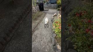 おばあちゃんの家にくるといつもこうなる #マルプー #癒し #ぽこた