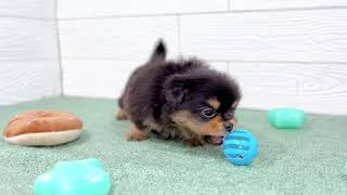 ハーフ犬の動画01