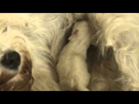 Aziza beim Schoppelen 27-02-2012