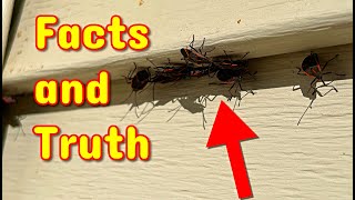 How to Get Rid Of Bugs Covering your Home!