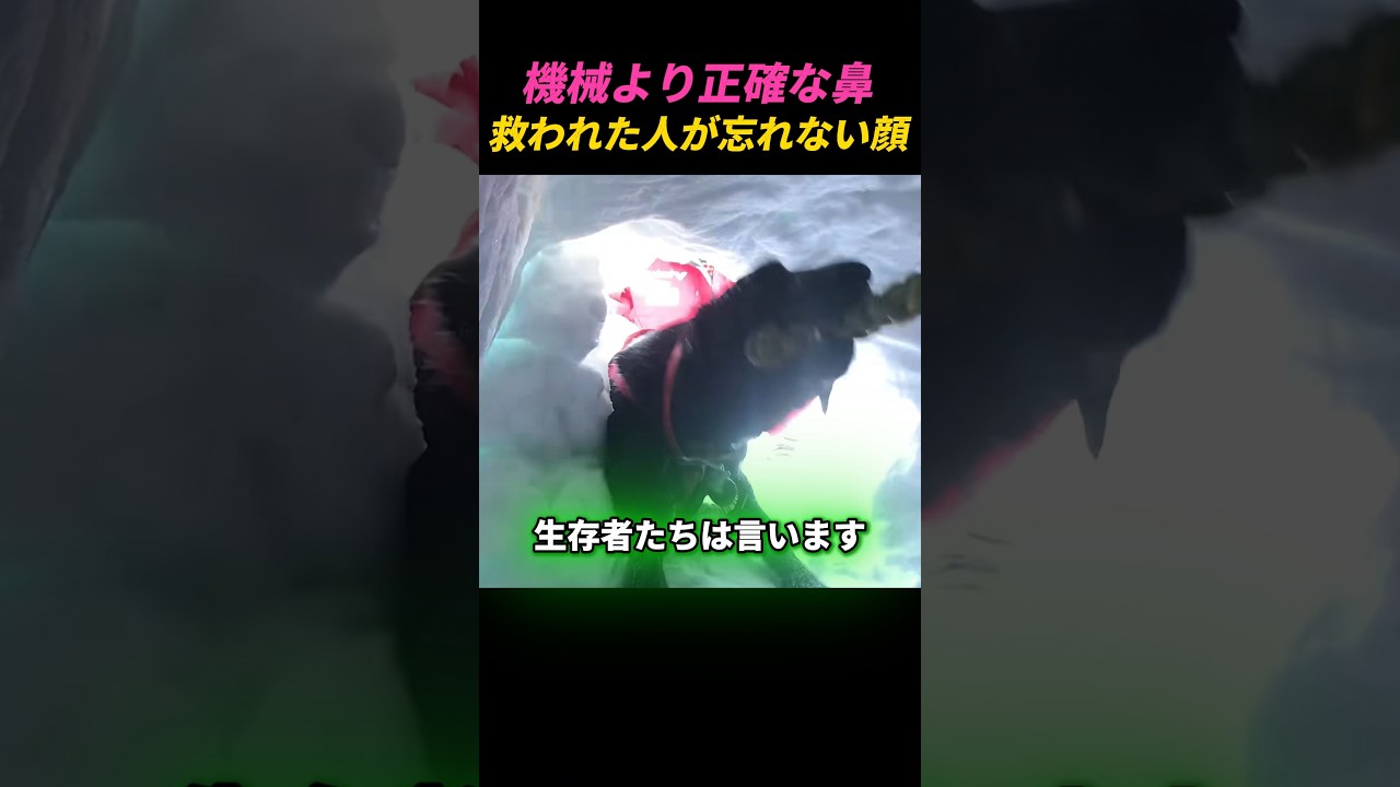 生存者が語る…雪の中で出会った救助犬の眼差し