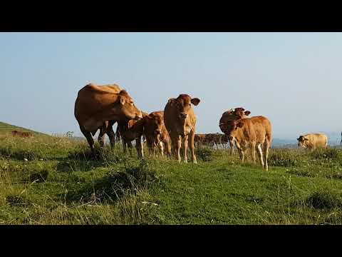 Mucche al pascolo con i loro vitellini in Alta Lessinia