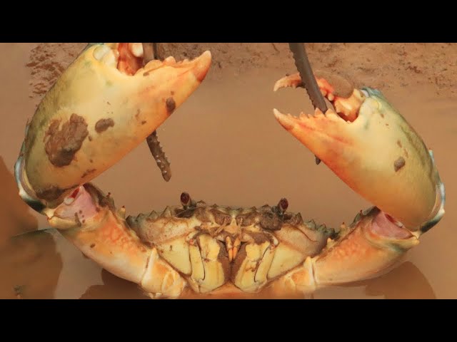 Video Aussprache von Mugil cephalus in Englisch