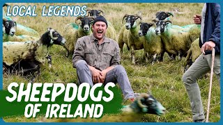 THE ART OF HERDING SHEEP with sheepdog Bruce | Ireland | Local Legends | Brad Leone