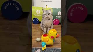 Essa Gatinha Adotou um Patinho Fofo 😻❤️