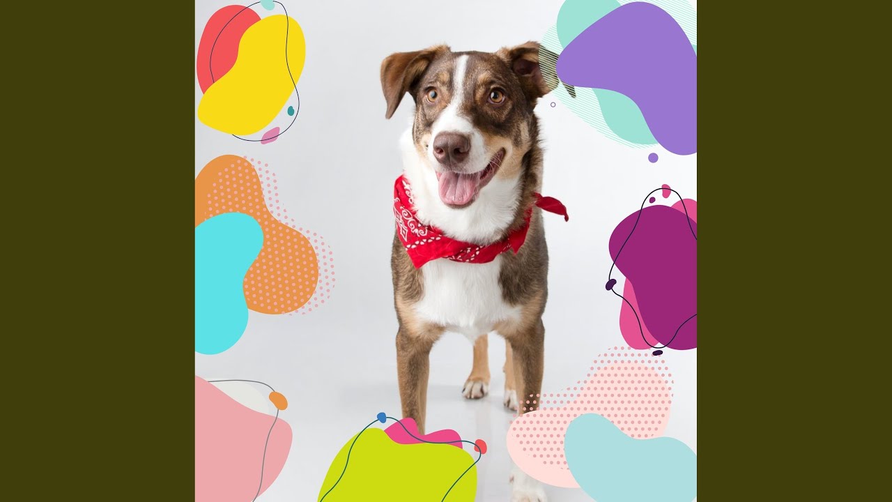 Hypnotic Moods for Sleepy Pups