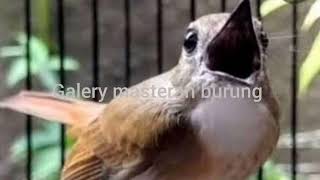 Download lagu suara pikat srdc terbaru paling ampuh mp3 Download lagu suara pikat srdc terbaru paling ampuh mp3