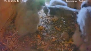 An elastic field mouse