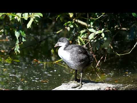 Anatre (duck) nel lago - mix anatre 2022 - PT 1 (video di animali)