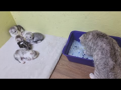Mom cat teaches kittens to eat dry food and go to the toilet with silica gel filler