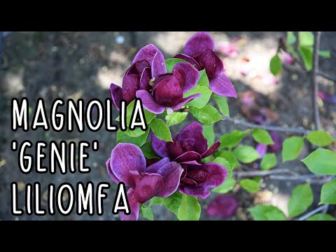 Magnolia 'Genie' - Liliomfa
