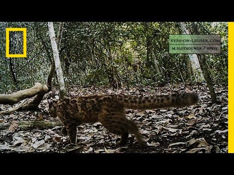 Elusive Marbled Cat Filmed | National Geographic