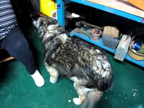 Wolf Demanding Dinner