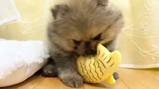 ポメラニアンの動画01
