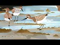 [EAAFP] World Migratory Bird Day 2020 (Eng)