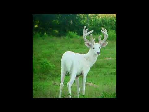 CRYBIRTH - the girl at the record store w/ temporxry [original]