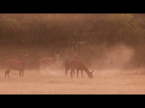 Le brame du cerf : la symphonie de la forêt