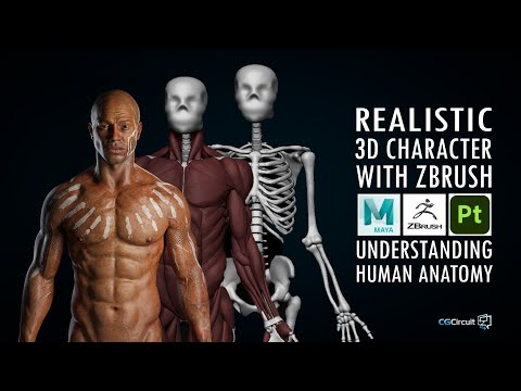 Create a Realistic 3D Character with Zbrush and Substance 3D Painter | Understanding Human Anatomy