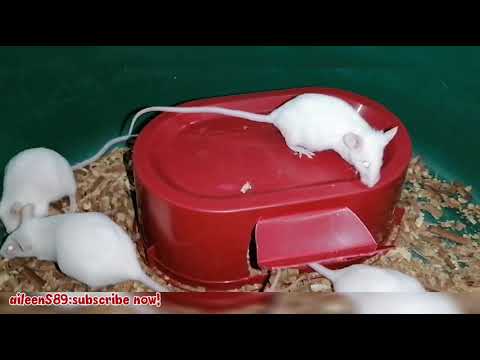 PAANO MALALAMAN KONG BUNTIS ANG MGA DAGA/aileenS89