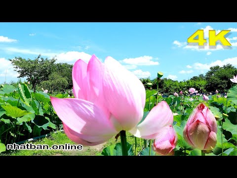 YouTube video about Discover the Artistic Beauty of the Lotus Flower