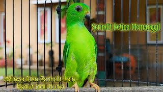 Download lagu Serindit Betina Memanggil || Suara Pancingan khas Paling Ampuh Di sukai Semua Burung serindit mp3