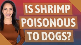 Is shrimp poisonous to dogs