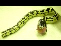 Kaksipäinen käärme syömässä