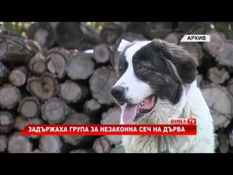 RimexTV: Задържаха група за незаконна сеч на дърва
