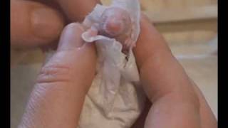 Washing Little Stuart, cute baby mouse