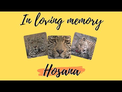 A tribute to Hosana male leopard