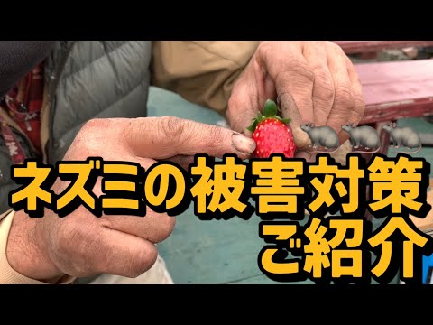 ネズミを堆肥から遠ざけるにはどうすればいいですか？自然で効果的な方法  庭園