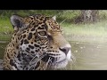 Maya The Movie Trailer 2017 All Rights Reserved