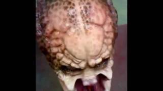 Wul Pred paint.wmv