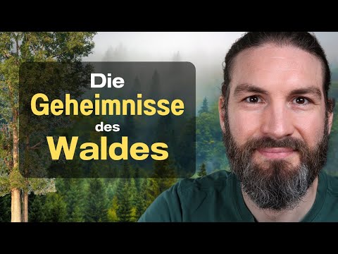 Die Kräfte und Geister des Waldes (was wenige wissen)