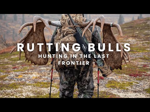 RUTTING BULLS! Up Close And Personal Alaskan Moose Hunt!