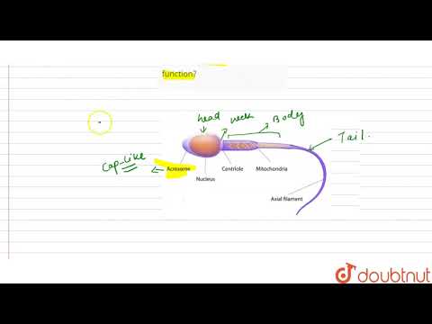 What is acrosome? What is its function?