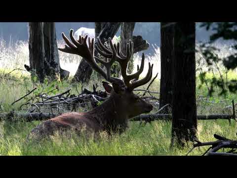 Knepp Wild Range Meat