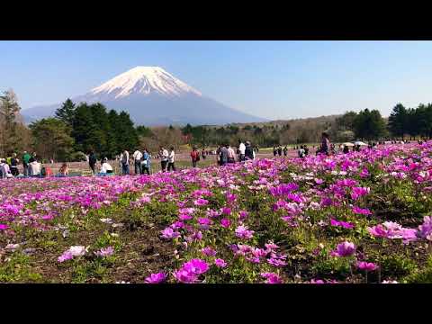 Fuji Shibazakura Festival - Apr 20, 2018