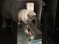 Cute Cat Funny Shorts