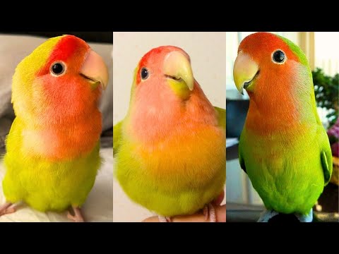 Des perroquets drôles et mignons - essayez de ne pas rire !