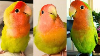 Miniature vidéo