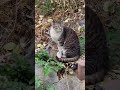 시골의 흔한 고양이 🐱 common cat in the country