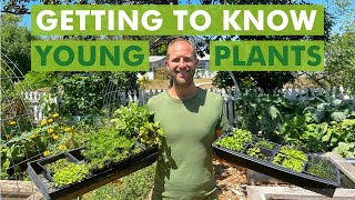 Free Seed Project: Getting to Know Young Plants (Part 7)