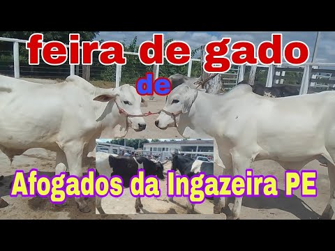 Feira de Gado de Afogados da Ingazeira no Sertão de Pernambuco 04/05/2024