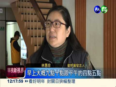 圓仔見客倒數! 模仿媽媽啃竹子