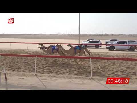 ش 25 (الربان) لـ حمد مطر بن عبدالله الشامسي 2:15:89 ، شارة الصندوق 2026/08/10 فطامين الوثبة