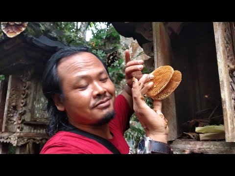 Cari madu palsu..madu asli bikin ribut🤣🤣🤣
